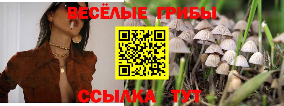 купить   Вход с VPN  Балаково  Псилоцибиновые грибы Magic Shrooms 